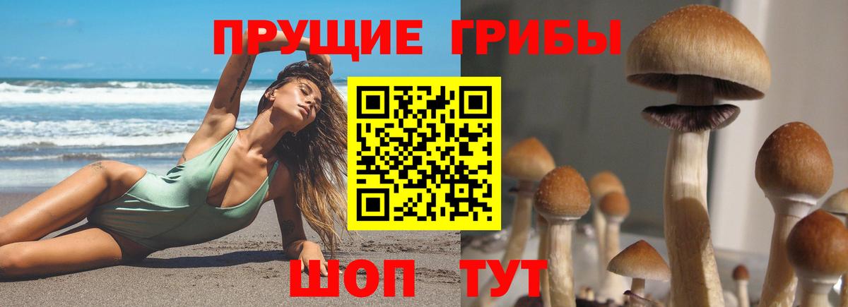 Галлюциногенные грибы Psilocybine cubensis Волжский
